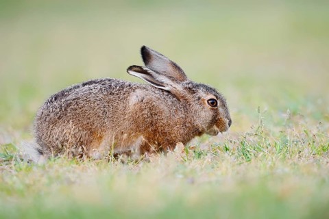 A brown hare (Lepus europaeus) is sitting in a meadow eating grass, North Rhine-Westphalia, Germany