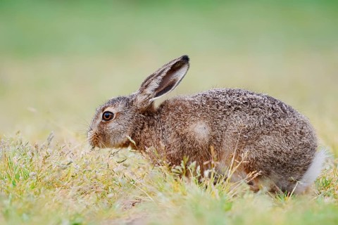 European hare (Lepus europaeus), young animal sitting in a meadow and eating grasses, North