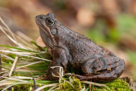 Common frog, common frog, rana temporaria, amphibians, amphibians, frog, frogs, amphibians