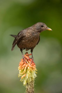 European blackbird (Turdus merula) adult female bird on a garden Red hot poker (Kniphofia spp.)