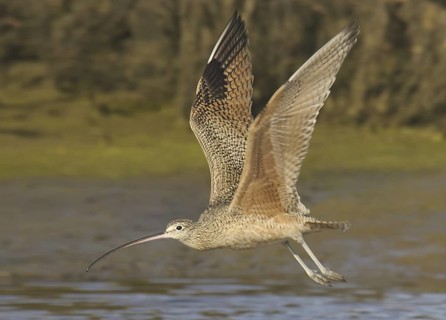 Long-billed Curlew (Numenius americanus), California, USA