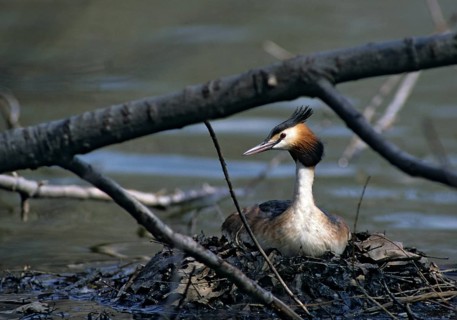 Great crested grebe, podiceps cristatus, adult, birds, adult, sexual mature, grebe, grebe,