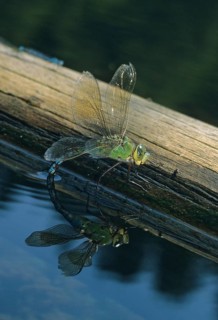 Anax Imperator, Blue Emperor, Emperor Dragonfly, Large Royal Libelle, Anisoptera, Damselflies,