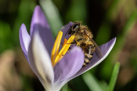 Honey bee (Apis mellifera) on elfin crocus (Crocus tommasinianus), Emsland, Lower Saxony, Germany