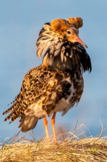 Calidris Pugnax, fighter runner, Norway, Philomachus Pugnax, ruff, varanger, courtship, courtship,