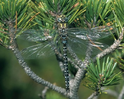 Aeshna subarctica Elisabethae, high moor mosaic maiden, subarctic darner, anisoptera, damselflies,