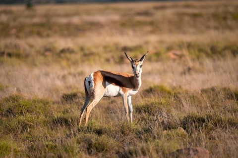 Springbok (Antidorcas marsupialis) in a flower meadow, Mountain Zebra National Park, South Africa