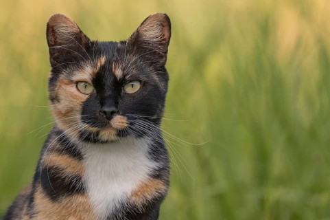 A cat wearing a spotted coat observes its surroundings in front of a field full of green grass. The