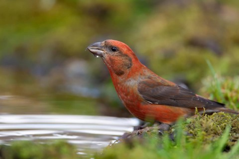Common crossbill (Loxia curvirostra) adult male bird drinking water at a woodland pool, England,