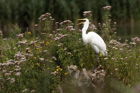 Great white egret (Ardea alba) adult bird on a tree stump surrounded by summer flowers, Suffolk,