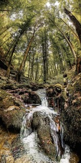A small waterfall in a green forest illuminated from above by brilliant light, atmospheric, hiking