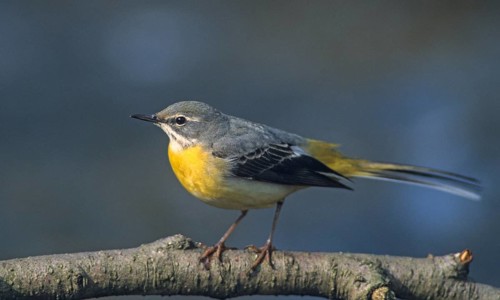 Mountain tail, grey wagtail, motacilla cinerea, birds, female, passeri, songbirds, birds, female