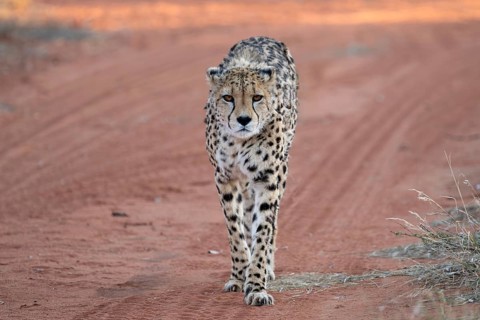 A cheetah (Acinonyx jubatus) walks along a dirt track, Namibia