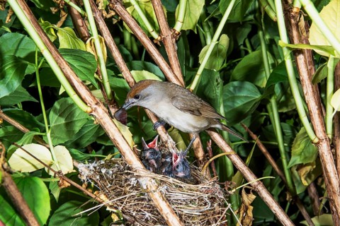 A female blackcap feeds her hungry chicks in a nest between green leaves, Baden-Württemberg,