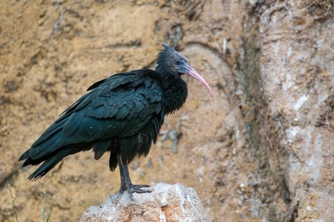 Geronticus eremita, wild rapp, birds, ciconiiformes, walking birds, stork birds, birds