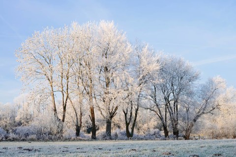Deciduous trees with hoarfrost in winter, North Rhine-Westphalia, Germany