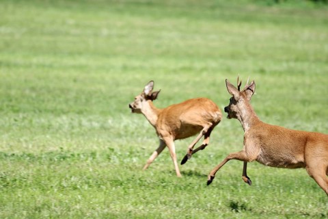 Roe deer (Capreolus capreolus), game, rutting season, Germany, The roebuck pursues the doe