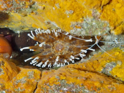 Yellow sea anemone with white tentacles, club anemone (Telmatactis cricoides), amongst rocks, dive