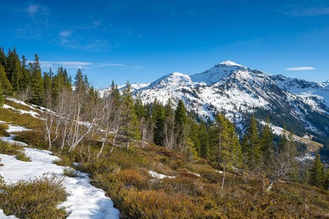 Spring-like mountain landscape with birches and spruces, behind Gilfert, Naunz, Pillberg, Tyrol,