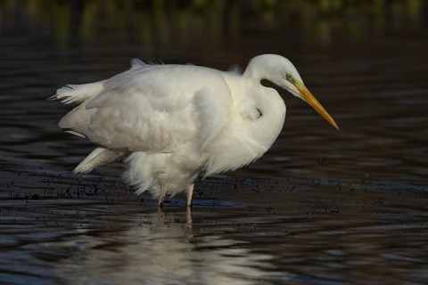 Great white egret (Ardea alba) adult bird standing in shallow water of a lake, England, United