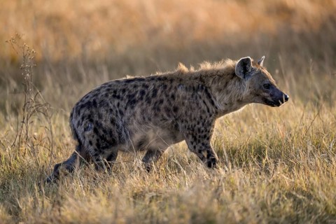 Spotted hyena (Crocuta crocuta) near Atzaró Camp, Okavango Delta, North-West District, Botswana