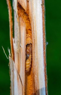 Eyed longhorn beetle, oberea oculata, red-necked willow buck, willow trestle, willow buck, beetle,