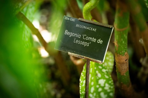 Sign for the ‘Comte de Lesseps' begonia (Begoniaceae) in the Tropical Corridor, a hot and humid