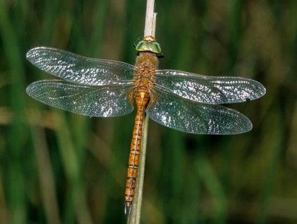 Anaciaeschna isosceles, wedge spot mosaic maid, wedge spot dragonfly, Norfolk Hawker, anisoptera,