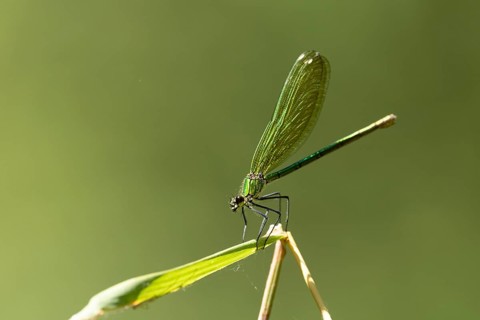 A dragonfly with green wings perched on a plant stem, bathed in soft light, Banded demoiselle