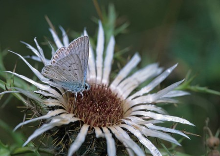 Lysandra coridon, polyommatus coridon, silverblue, silvergreen blue, butterfly, chalkhill blue,