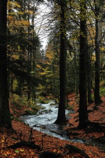 An autumnal forest with a picturesque stream, surrounded by tall trees and colourful foliage,
