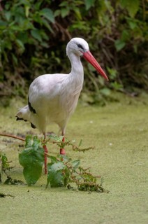 Ciconia ciconia, white stork, birds, ciconiiforms, high size, portrait format, walking birds,