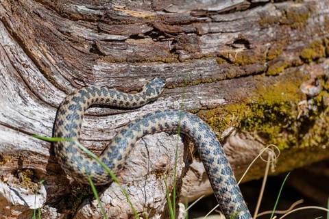 A common European adder (Vipera berus) creeps across a root stock on a sunny day. Bavaria, Germany