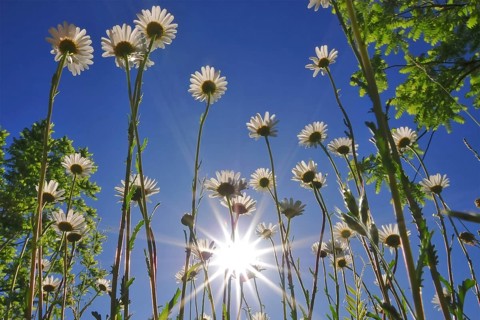 Daisies (Leucanthemum) photographed from a low angle against the bright blue summer sky, Bavaria,