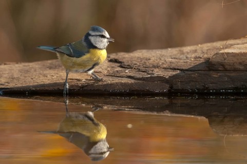 Blue tit, parus caeruleus, bath, bathe, bird bath, birds, tits, passeri, songbirds, tits, drinking