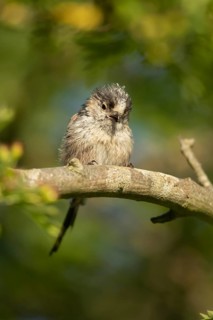 Long tailed tit (Aegithalos caudatus) adult bird on a tree branch, England, United Kingdom