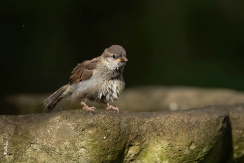 House sparrow (Passer domesticus) adult female bird on a garden bird bath in summer, England,