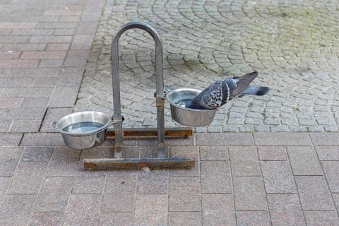 Pigeon at a water trough for dogs in the shopping street, Hanseatic City of Wismar,