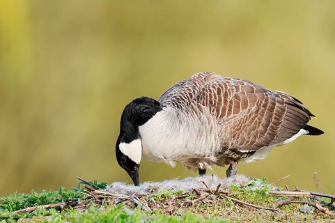 Canada goose (Branta canadensis) turning the eggs in the nest, North Rhine-Westphalia, Germany