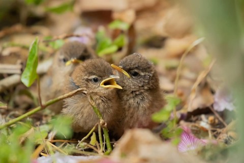 Eurasian wren (Troglodytes troglodytes) three juvenile baby birds in a garden, England, United