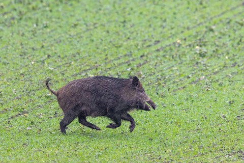 Wild boar (Sus scrofa) running over farmland, field during the hunting season in autumn, fall