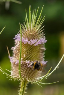 Dipsacaceae, Dipsacus Fullonum, Dipsacus Fullonus, Dipsacus Sylvestris, Card, Wild Card, Flora,