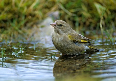 Carduelis chloris, chloris chloris, greenfinch, greenfinch, greenfinch, birds, female, passeri,