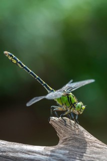 Green culbtail, green snaketail, green wedge, ophiogomphus cecilia, anisoptera, damselflies,
