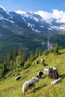 Small flock of yaks on a mountain meadow, Schmadribachfall waterfall and Breithorn mountain peak,