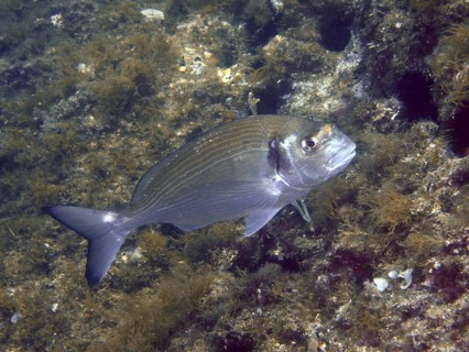 A single fish, a gilthead seabream (Sparus aurata), swims over a rocky seabed at the Cap de Creus