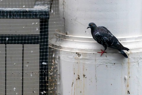 City pigeon sitting next to safety net, Pattaya, Thailand