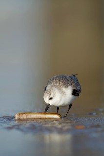 Sanderling (Calidris alba) adult wading bird in winter plumage feeding on a razorshell on a beach,