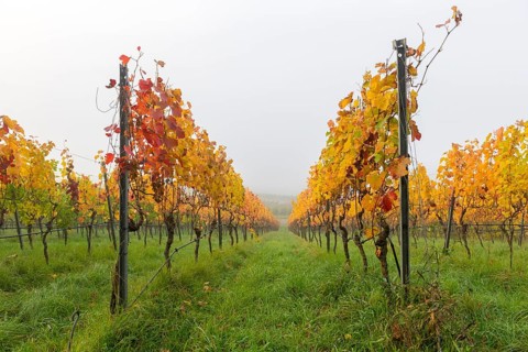 Colourful vine leaves in mystical fog, symmetrically planted rows, basket in the Rems Valley,