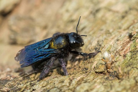 Apidae, bees, blue wood bee, large wood bee, hymenoptera, violet-winged wood bee, xylocopa